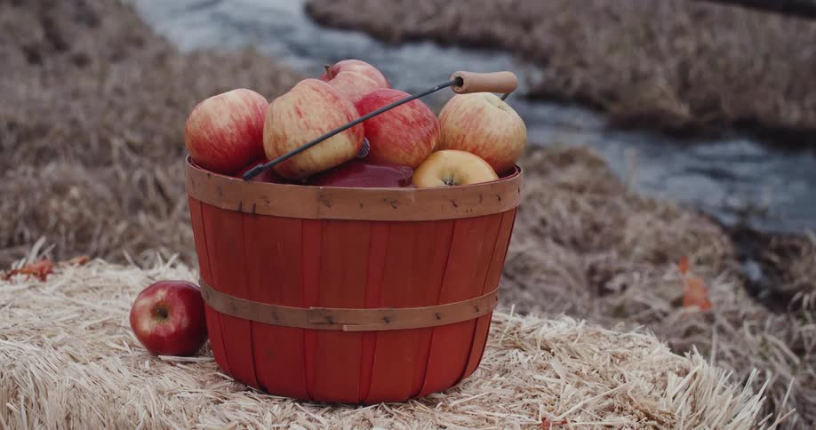 A view of a bucket of apples near a stream