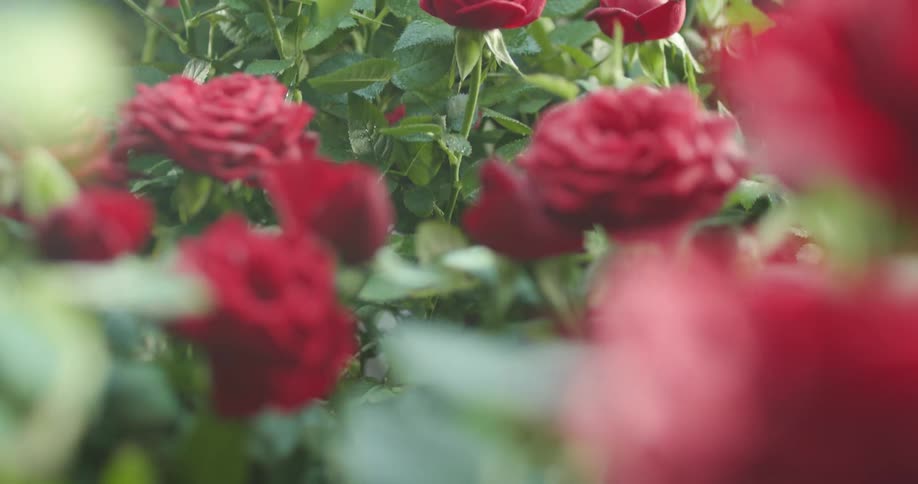 Flowers in bloom in a garden