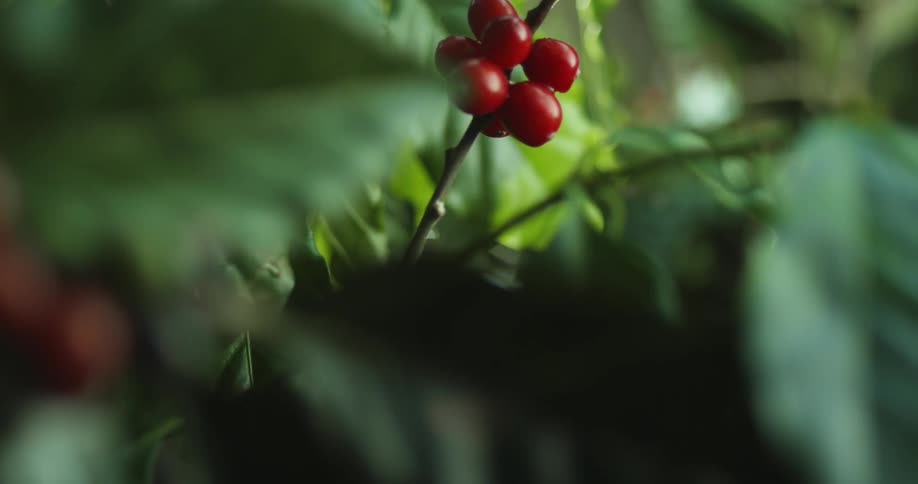 Red coffee cherries on stems and leaves moving in the breeze
