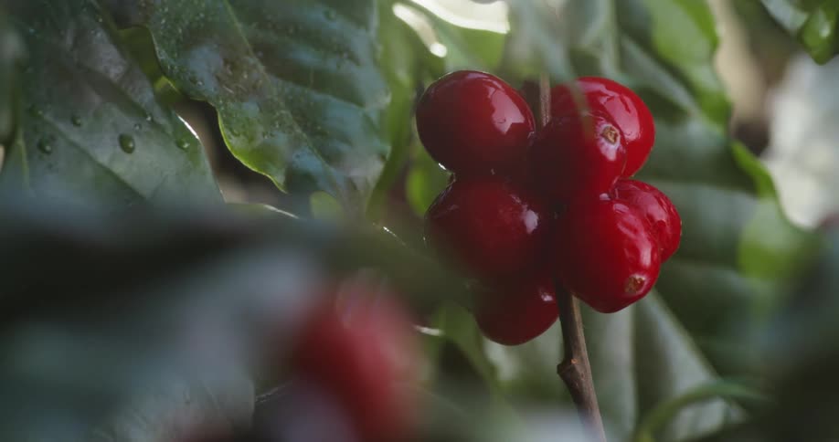 coffee cherries on stems and leaves moving in the breeze