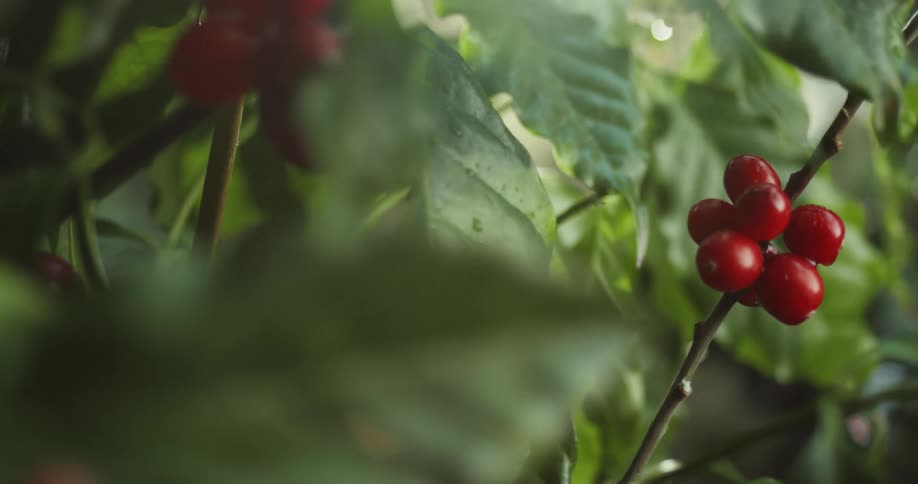 bright red coffee cherries growing on a bush in the forest