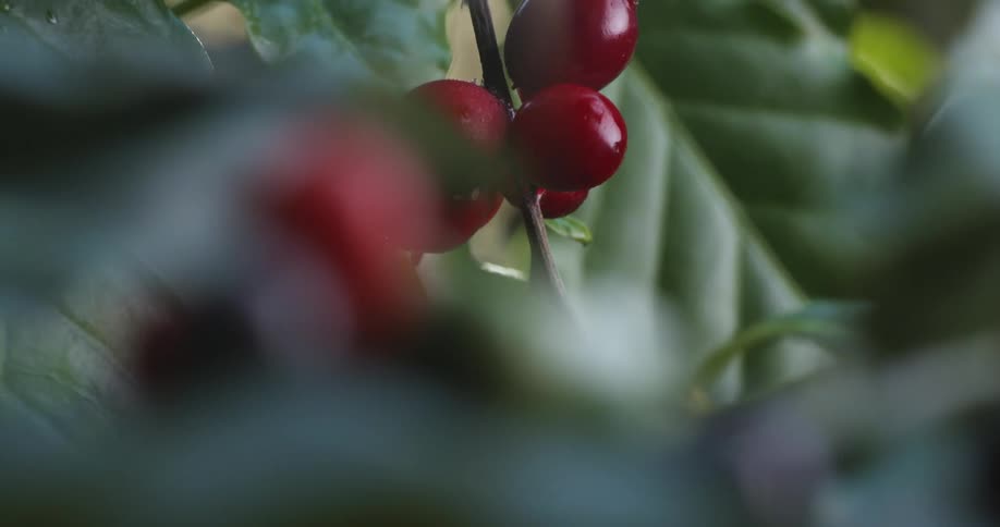 coffee cherries on a plant with green leaves