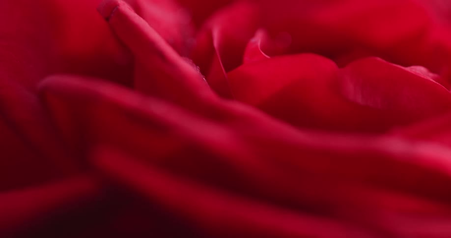 Close up of the red petals on a rose flower