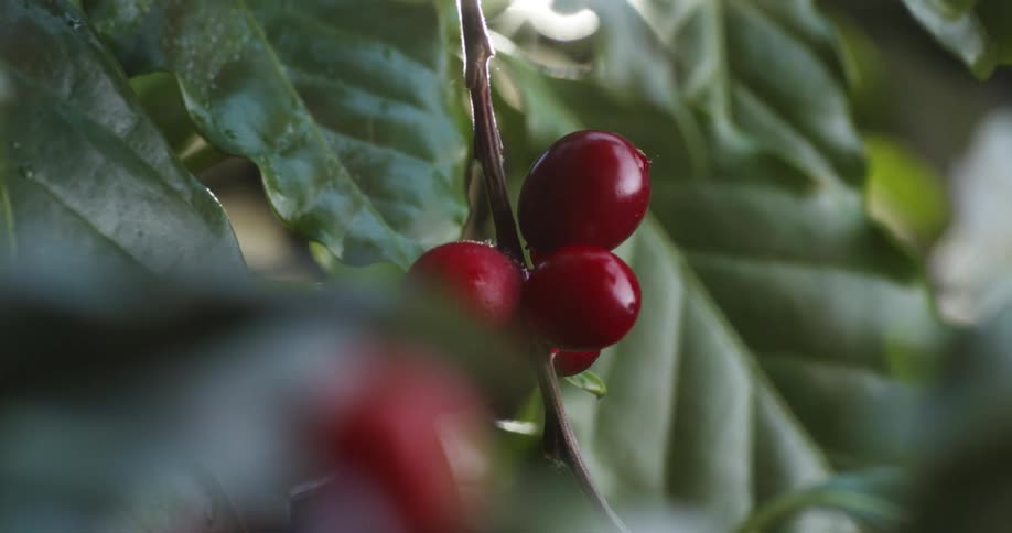 coffee cherries on a stem moving in the breeze