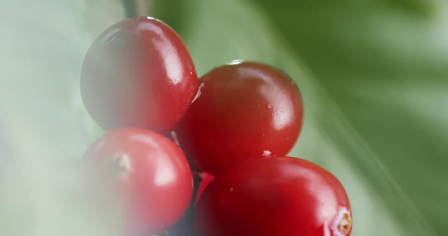 Drop of water falling over bright red coffee cherries