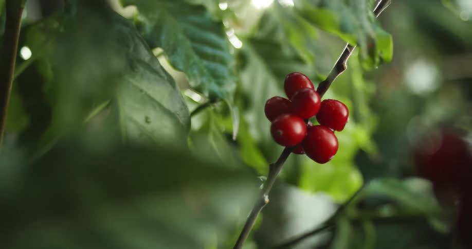 coffee cherries growing on a bush in the forest