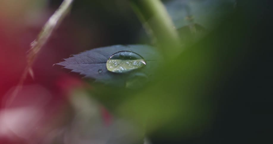 Drops of dew on plant leaves