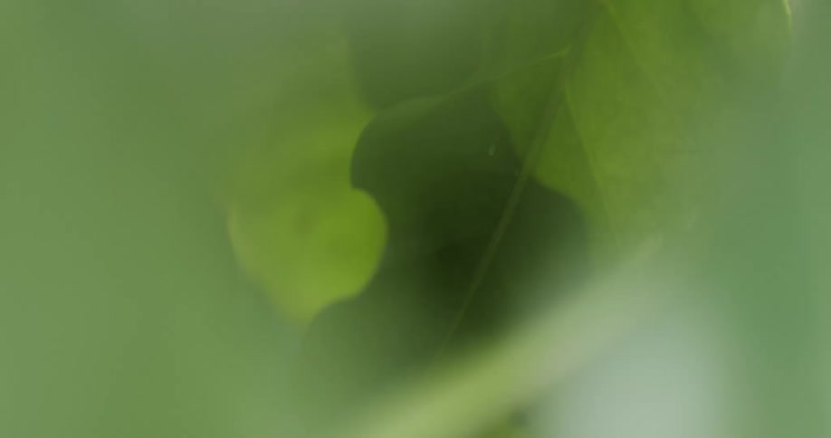 Water spraying over green leafs