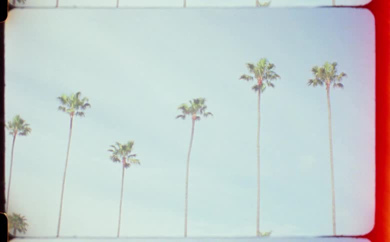 A wide shot of palm trees
