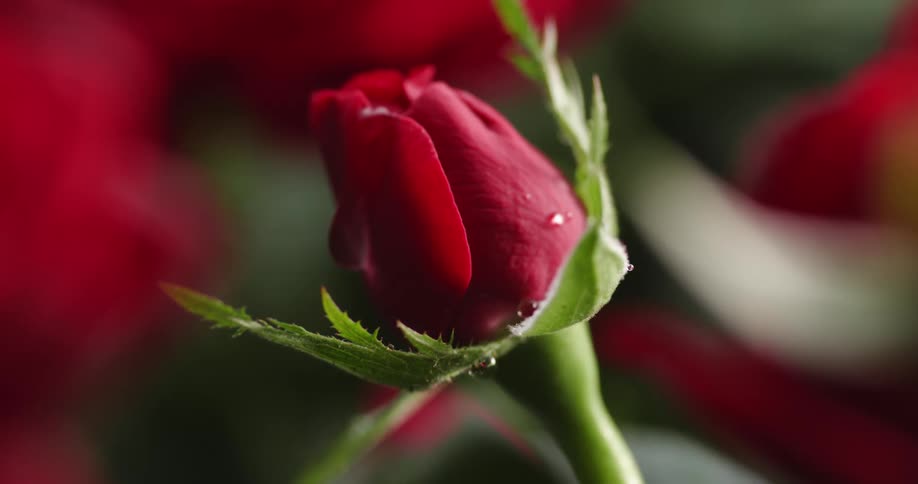 A red flower blossom is closed as a drop of water falls upon it