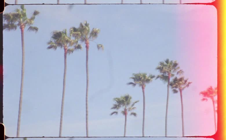 A row of palm trees outside on a sunny day