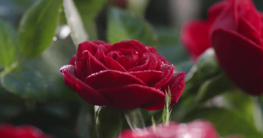 Fresh red roses sprayed with water