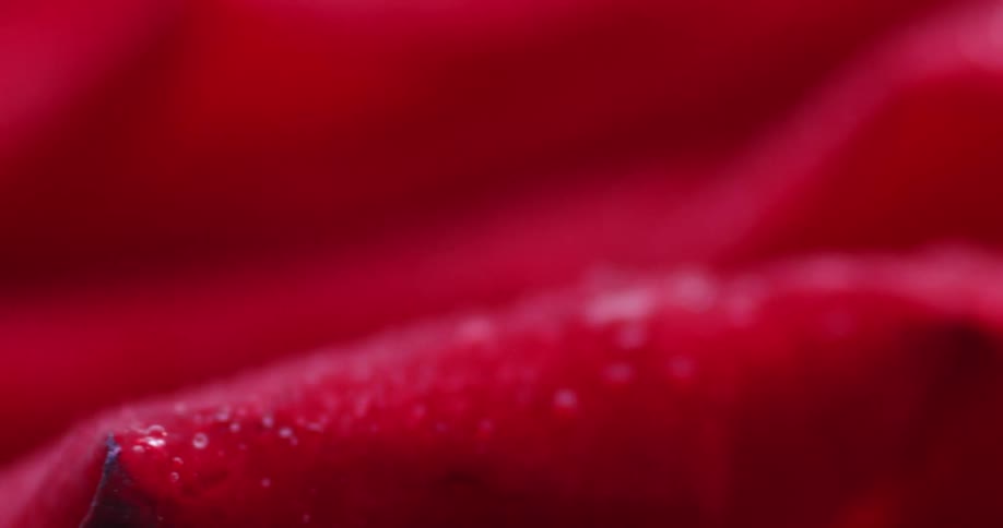 The moist petals of a red rose