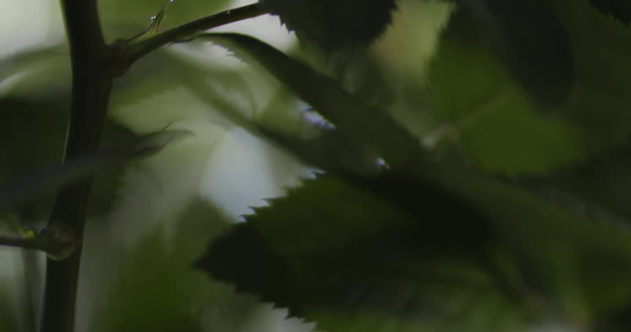 Close up of nettle sting with pointed edges