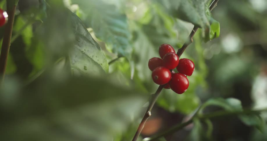 coffee cherries on stems and leaves moving in the breeze