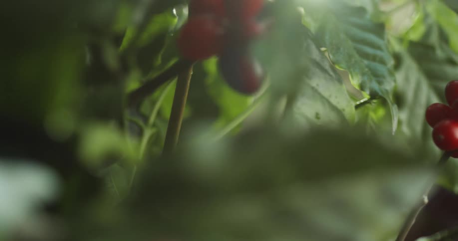 coffee cherries on stems and leaves moving in the breeze