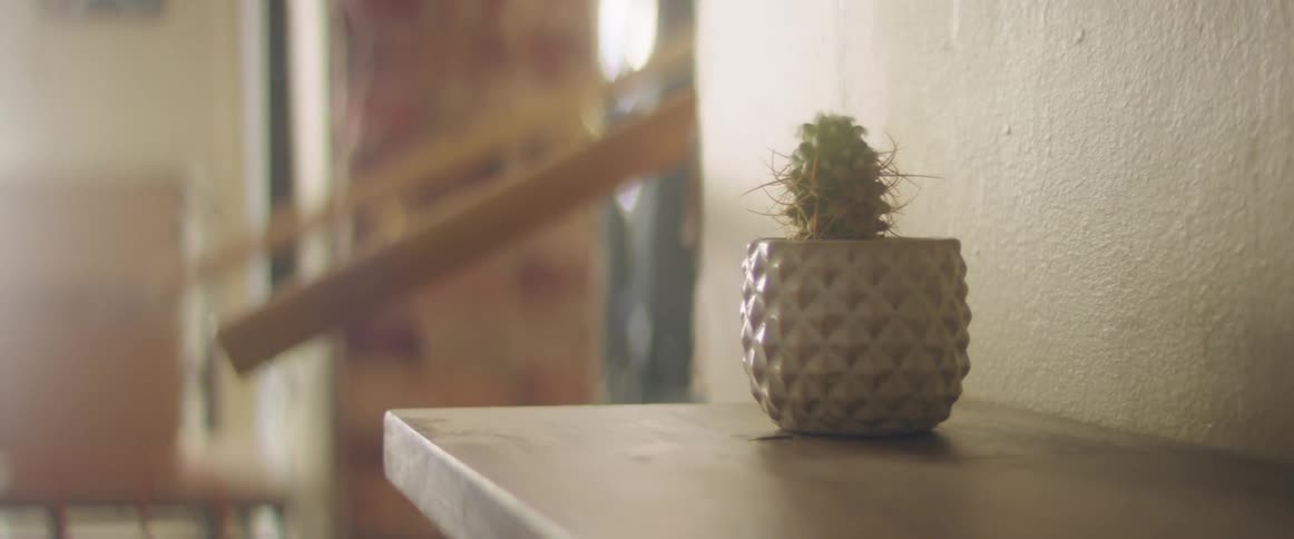 A person in a room placing a cactus on a shelf next to a wall