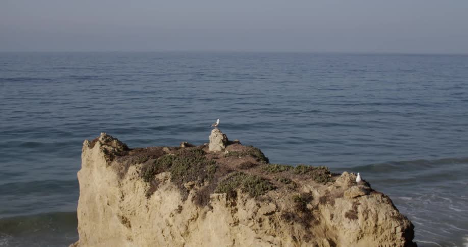 Seagulls perched on a boulder near the coast