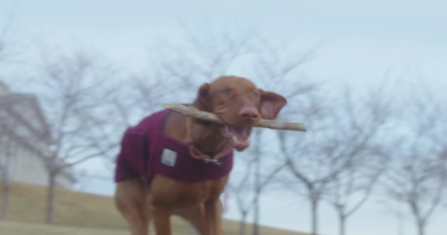 A dog is running outdoors in an open field