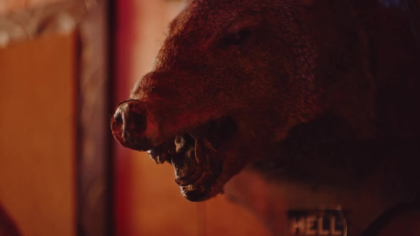 A taxidermy boar hanging on a wall