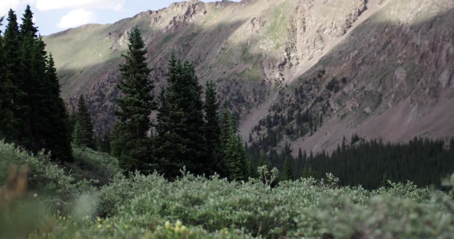 Brush and trees at the base of a mountain