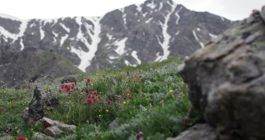 View of wildflowers located in the mountains