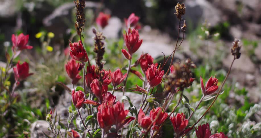 Wild flowers on a sunny day