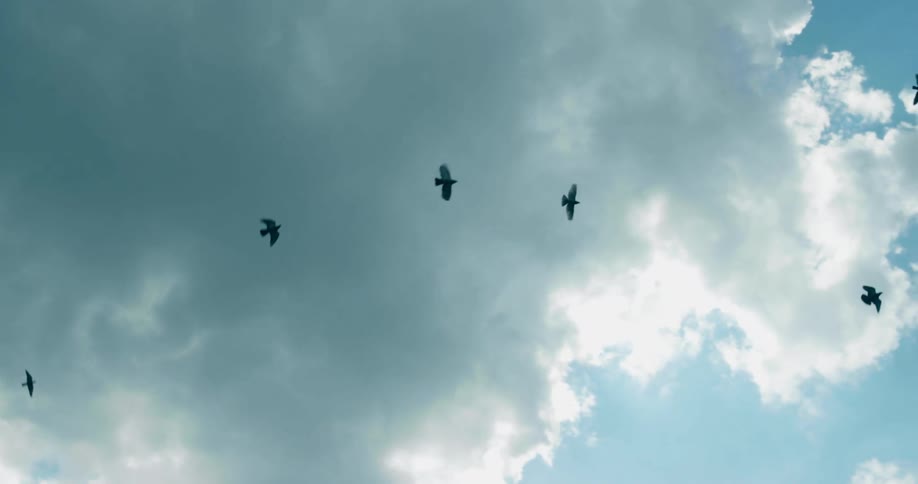 Birds flying in a cloudy sky