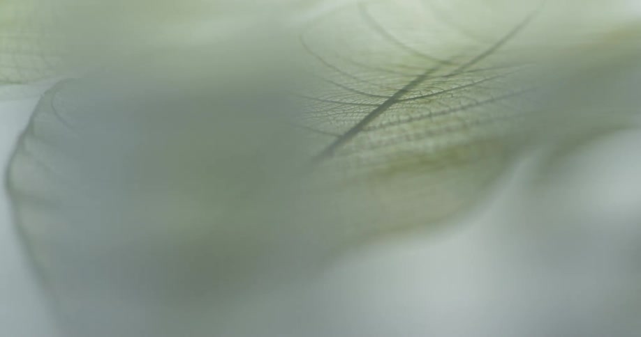Close up of veins in a leaf