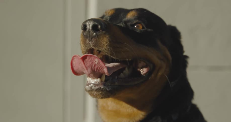 Flapping tongue of a happy dog standing in a room at home