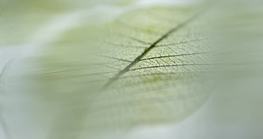 Membranes and veins of light green leaf lying against white background