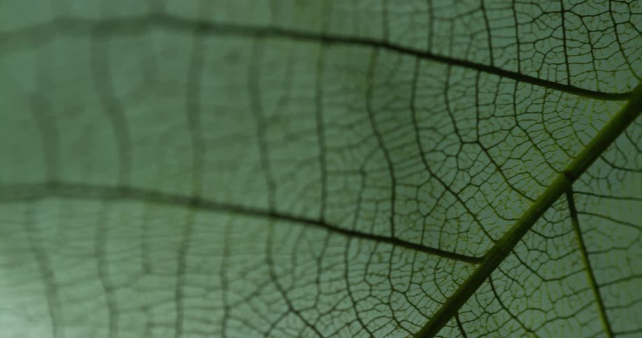 Close up shot of green leaf veins