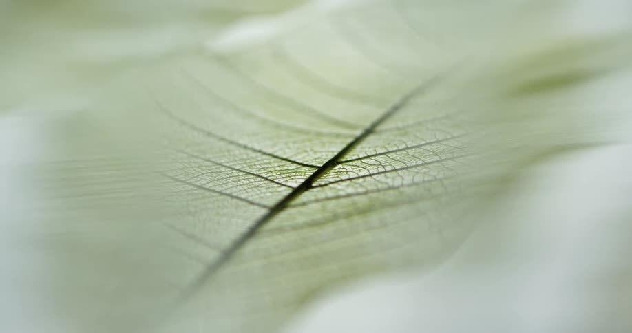 Close up view of veins on a green leaf
