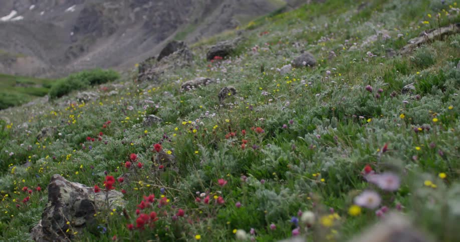 Breeze blowing wildflowers in the mountains