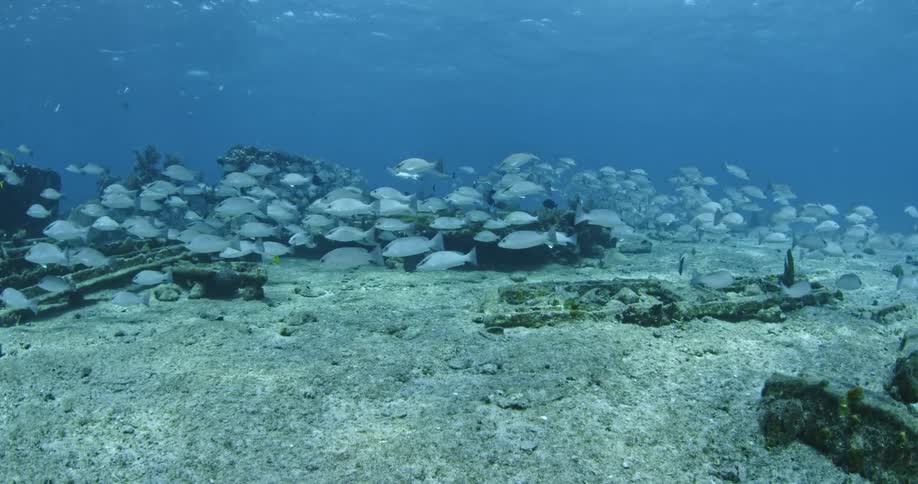 A school of fish swim near the ocean floor