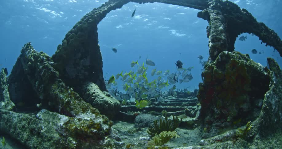 A diver is swimming through an old shipwreck that's full of fish