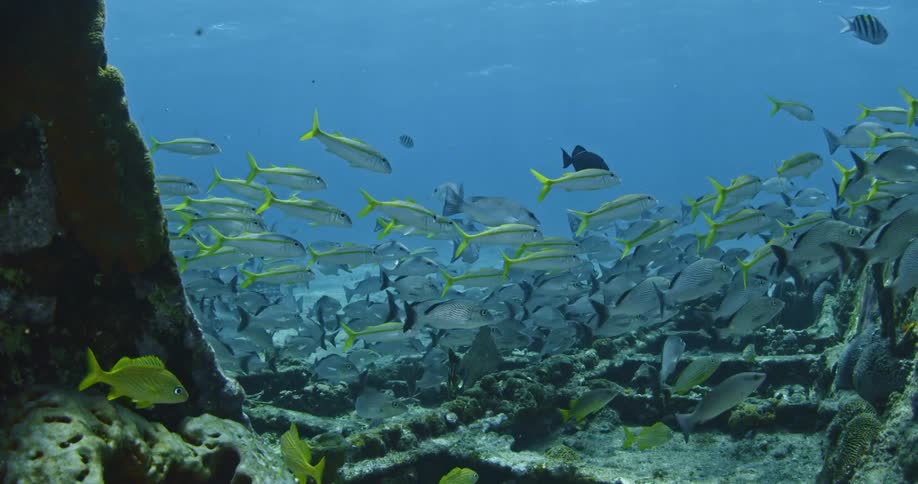 A school of fish swim near the ocean floor
