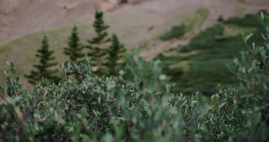 Bushes and trees blow in the wind