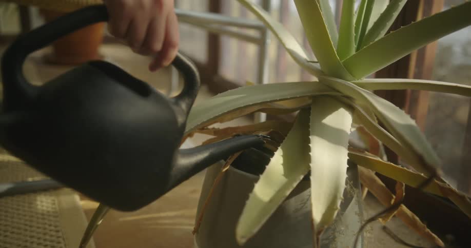 A person in a room watering a potted plant with a chair in the background