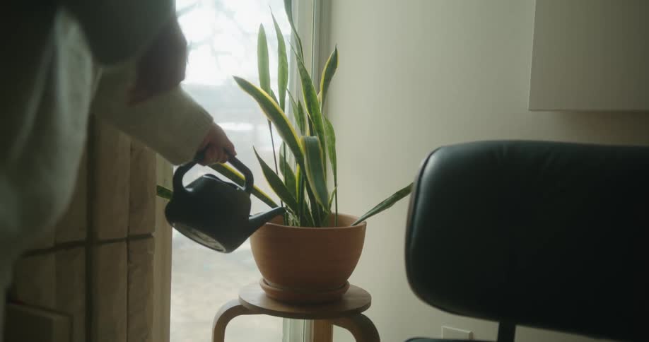 A person waters a plant with a watering can