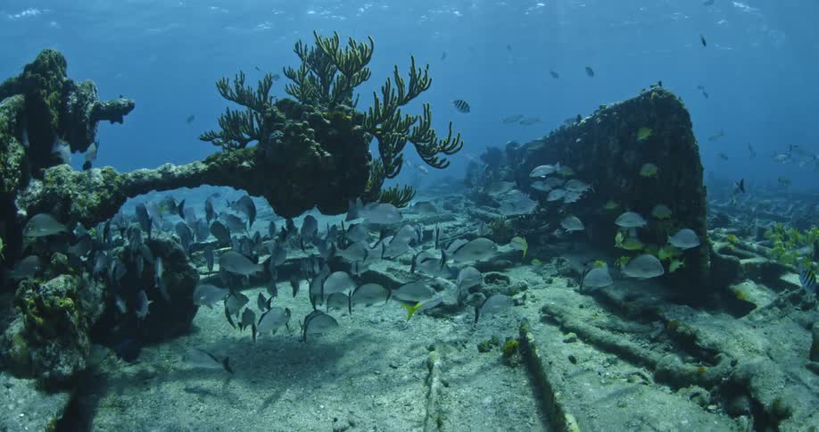 Fish swim near the ocean floor