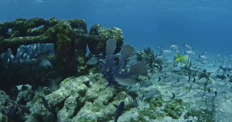 Many fish swim at the bottom of the ocean