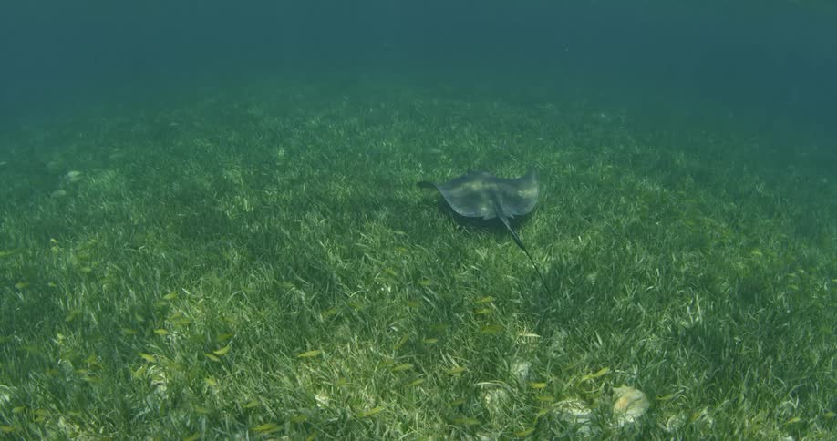 A stingray is traveling along the bottom of the ocean