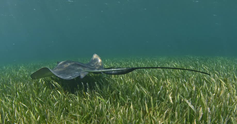 A sting ray is swimming near some grass on the bottom