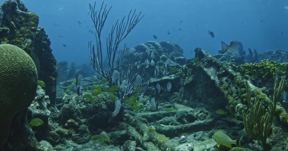 Fish swim near the ocean floor