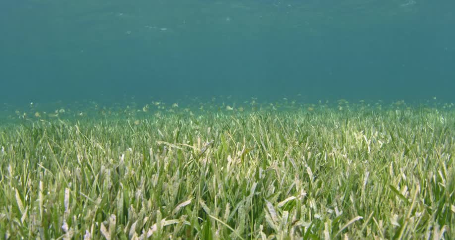A shot of a bunch of small fish hiding in the grass at the bottom of the ocean