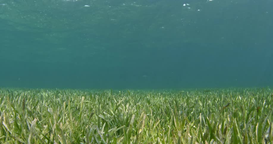Grass growing under the water
