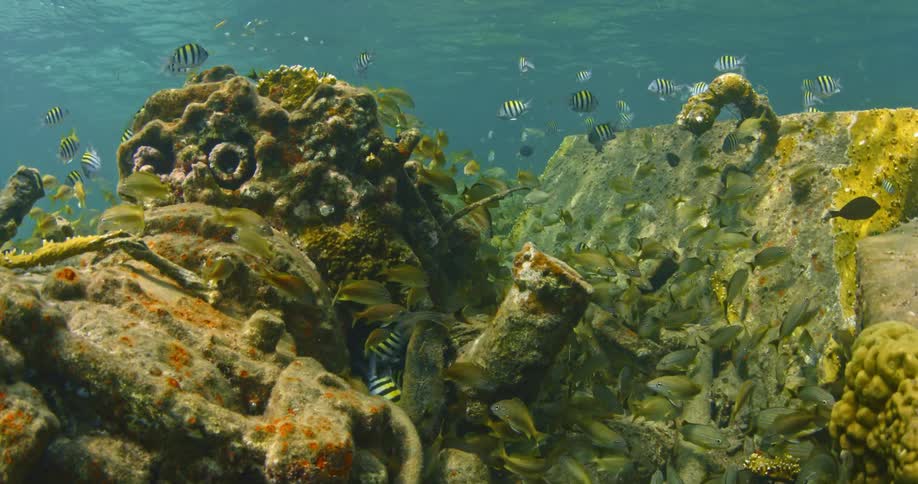 Fish swim near the ocean floor