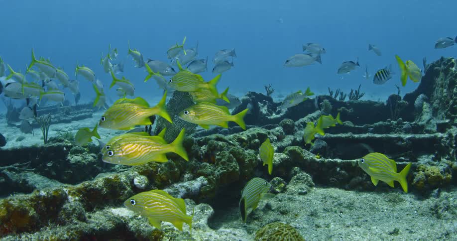 A school of yellow fish swimming around