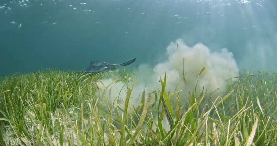 A stingray is swimming through the grass on the ocean floor